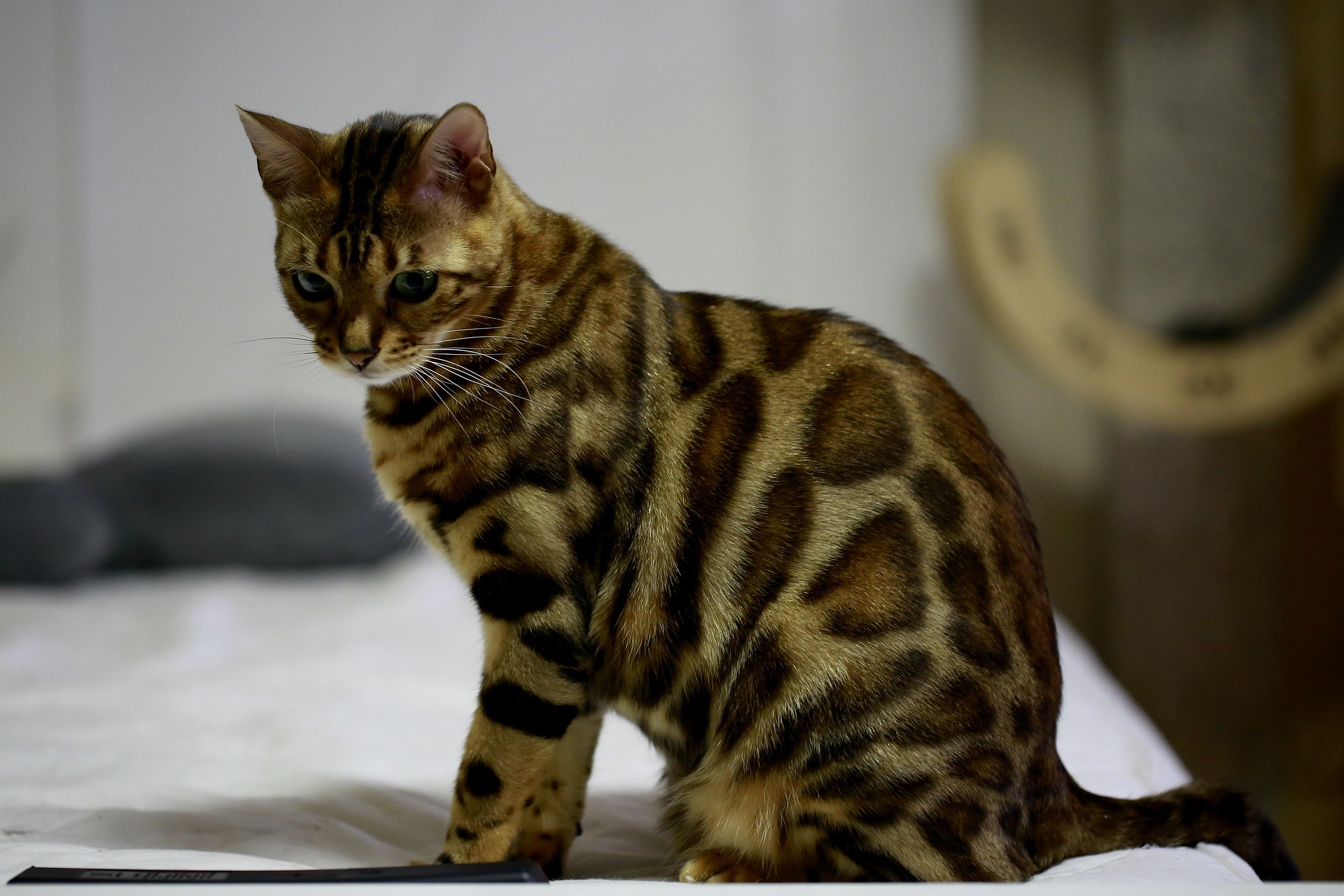 Bengaal kat