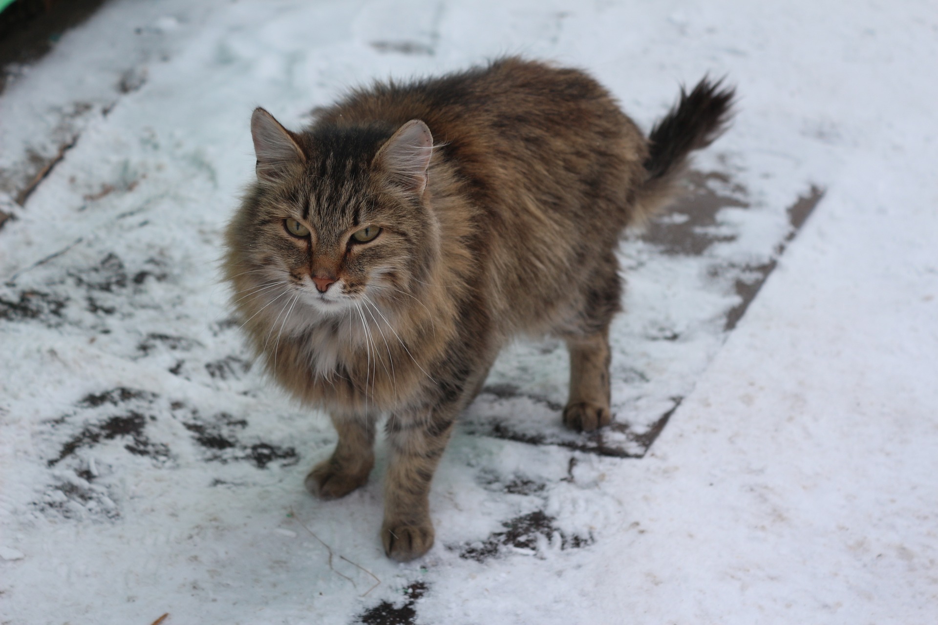 Siberische kat