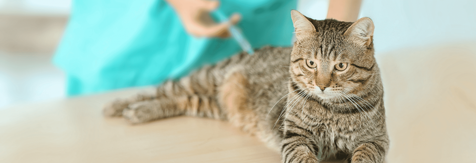 vaccineren kat