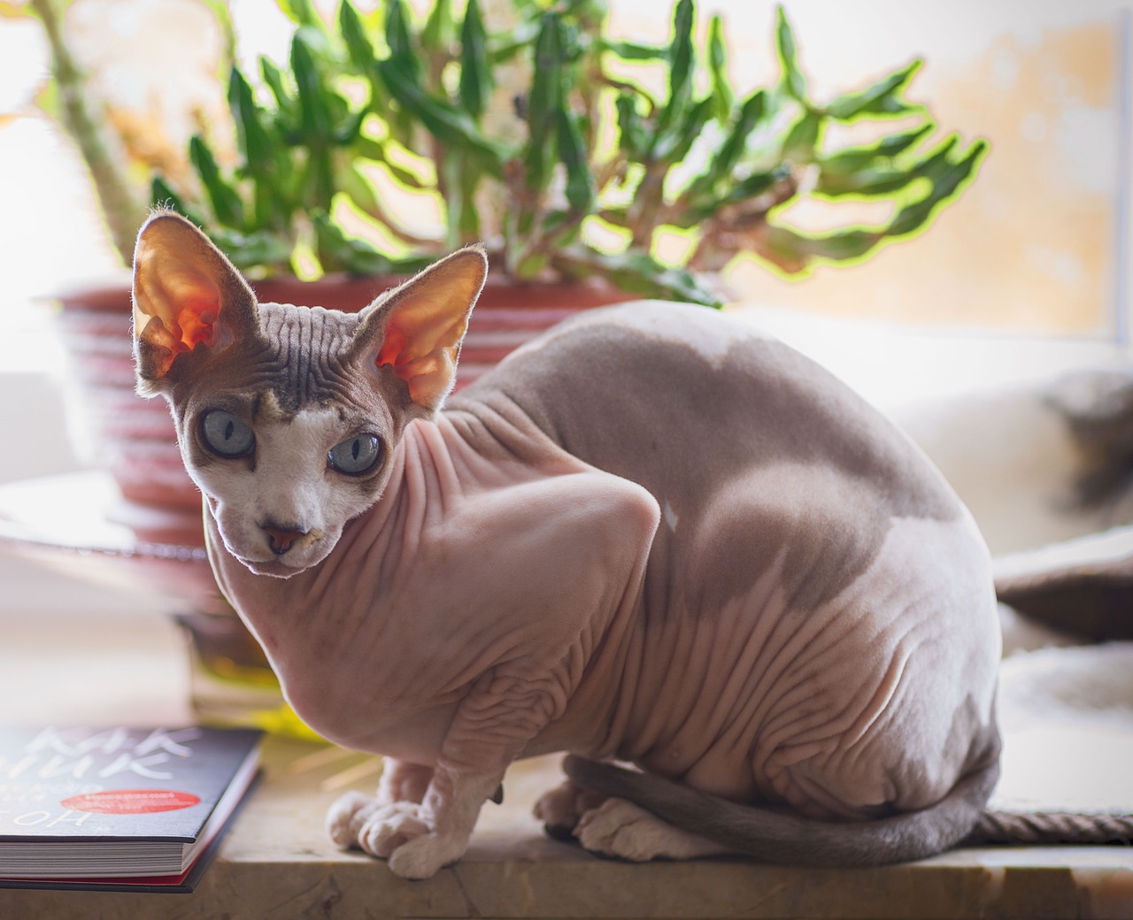 Sphynx kat